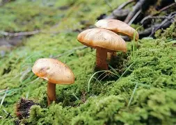 ?/€2jQx醈秅芥粘'!戓燩IKO??ツ邼?曢i喖r?$;郒_?閌r奮墌绛9的简单介绍-爱游戏入口